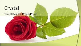  Presentation with red and white rose petals - PPT theme enhanced with red rose with water drops background and a  colored foreground