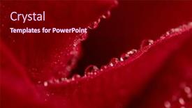  Presentation with dew - Presentation theme with red-rose-with-waterdroplets-concept background and a wine colored foreground