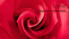  Presentation with bible red rose - Audience pleasing presentation theme consisting of red rose backdrop and a crimson colored foreground