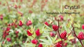  Presentation with farm - Presentation design with red roselle flowers background and a coral colored foreground