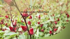  Presentation with taiwan - Colorful presentation design enhanced with red-roselle-flowers backdrop and a yellow colored foreground