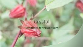  Presentation with farm - Amazing slides having red-roselle-flowers backdrop and a mint green colored foreground