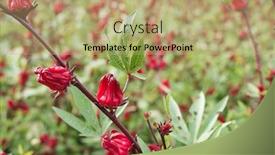  Presentation with farm - PPT theme consisting of red-roselle-flowers background and a coral colored foreground
