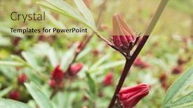  Presentation with red hibiscus rosa sinensis flower - Cool new slide set with red-roselle-flowers backdrop and a yellow colored foreground