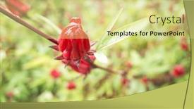  Presentation with farm - Slide set enhanced with red-roselle-flowers background and a blonde colored foreground