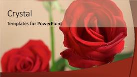  Presentation with light roses - Amazing slides having red-roses-and-green-leaves backdrop and a lemonade colored foreground