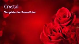  Presentation with roses - Slides having red roses blossoms with free background and a black colored foreground