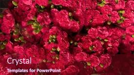  Presentation with valentine - Presentation theme featuring red-roses-bouquet-festive-nature background and a crimson colored foreground