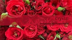  Presentation with valentine - Presentation design having red-roses-bouquet-festive-nature background and a crimson colored foreground