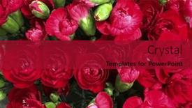  Presentation with valentine - Presentation theme consisting of red-roses-bouquet-festive-nature background and a crimson colored foreground