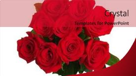  Presentation with red and white rose petals - Slide set with red roses bouquet on white background and a crimson colored foreground