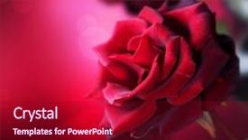  Presentation with roses - PPT theme having red roses design background and a crimson colored foreground