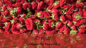  Presentation with indian - PPT layouts enhanced with red-roses-for-sale background and a tawny brown colored foreground