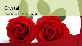  Presentation with red roses rose garden - Colorful slides enhanced with red roses isolated on white backdrop and a mint green colored foreground