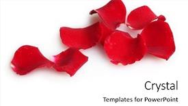  Presentation with red and white rose petals - Slides with red roses isolated on white background and a white colored foreground