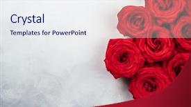  Presentation with red white grey - Amazing theme having red roses on the vintage backdrop and a  colored foreground