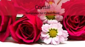  Presentation with pink roses - Presentation theme consisting of red roses with pink flowers background and a crimson colored foreground