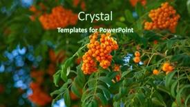  Presentation with berries - Slide set enhanced with red-rowan-berries-or-mountain background and a tawny brown colored foreground