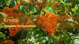  Presentation with berries - Slide deck featuring red-rowan-berries-or-mountain background and a tawny brown colored foreground