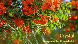  Presentation with berries - Slides consisting of red-rowan-berries-or-mountain background and a tawny brown colored foreground