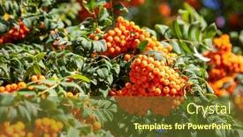  Presentation with berries - PPT theme consisting of red-rowan-berries-or-mountain background and a tawny brown colored foreground