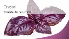  Presentation with sweet basil - Presentation theme having red-rubin-basil-herb-leaves background and a white colored foreground