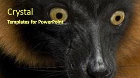  Presentation with lemur - Beautiful slides featuring red ruffed lemur in front of a white background backdrop and a wine colored foreground