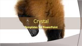  Presentation with lemur - Theme enhanced with red ruffed lemur in front of a white background background and a tawny brown colored foreground