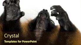  Presentation with lemur - PPT layouts with red ruffed lemur in front of a white background background and a wine colored foreground