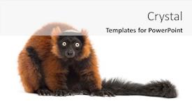  Presentation with lemur - Audience pleasing presentation consisting of red-ruffed-lemur-looking backdrop and a white colored foreground