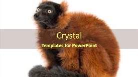  Presentation with lemur - Amazing presentation design having red-ruffed-lemur-sitting-isolated backdrop and a tawny brown colored foreground