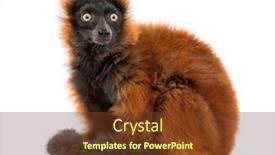  Presentation with lemur - Slide deck enhanced with red-ruffed-lemur-sitting-isolated background and a tawny brown colored foreground