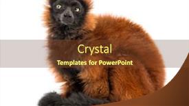 Presentation with lemur - Amazing PPT theme having red-ruffed-lemur-sitting-isolated backdrop and a tawny brown colored foreground