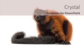  Presentation with lemur - Beautiful slides featuring red-ruffed-lemur-sitting-isolated backdrop and a mint green colored foreground