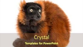  Presentation with lemur - PPT theme featuring red-ruffed-lemur-sitting-looking background and a tawny brown colored foreground