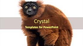  Presentation with lemur - Slide set enhanced with ruffed lemur varecia rubra sitting background and a tawny brown colored foreground