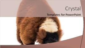  Presentation with lemur - Beautiful PPT theme featuring red-ruffed-lemur-varecia-rubra backdrop and a coral colored foreground