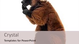  Presentation with lemur - Cool new PPT theme with red-ruffed-lemur-varecia-rubra backdrop and a soft green colored foreground