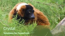  Presentation with lemur - PPT theme consisting of prosimians - red ruffed lemur varecia rubra background and a tawny brown colored foreground