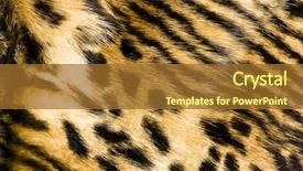  Presentation with texture - Slides consisting of red rug - leopard fur texture background and a tawny brown colored foreground