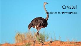  Presentation with kalahari - Slide set consisting of red sand dune kalahari background and a light blue colored foreground