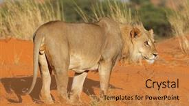  Presentation with male lion - Presentation theme consisting of red sand dune kalahari background and a gold colored foreground