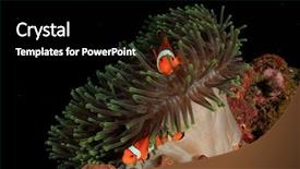  Presentation with fish - Amazing presentation theme having red sea - anemonefish clownfish fish backdrop and a black colored foreground