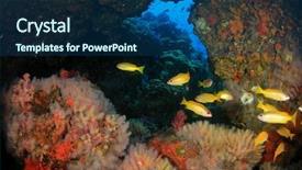  Presentation with reef octopus underwater - Cool new presentation theme with red sea - coral reef fish underwater backdrop and a ocean colored foreground
