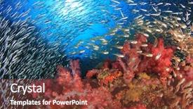  Presentation with coral reef - Beautiful slide set featuring red sea - coral reef scene glassfish backdrop and a tawny brown colored foreground