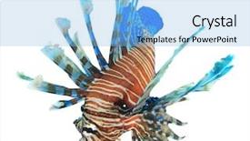  Presentation with frames isolated on white brown - Colorful presentation design enhanced with red sea - lionfish fish isolated on white backdrop and a light blue colored foreground
