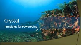  Presentation with coral reef - Colorful PPT theme enhanced with red sea - manta ray approaches coral reef backdrop and a ocean colored foreground