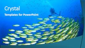  Presentation with underwater - Cool new presentation design with red sea - school of fish and scuba backdrop and a light gray colored foreground