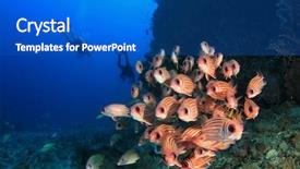  Presentation with coral reef - Colorful theme enhanced with red sea - scuba dive coral reef fish backdrop and a teal colored foreground