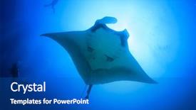  Presentation with scuba diving - Cool new presentation theme with red sea - scuba diving with manta ray backdrop and a  colored foreground